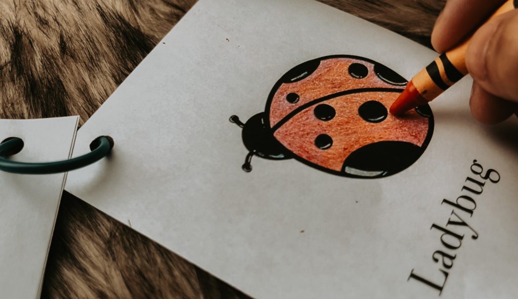 ladybug on the go flash cards
