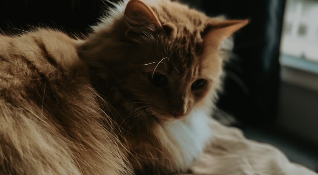 gentle orange long haired cat