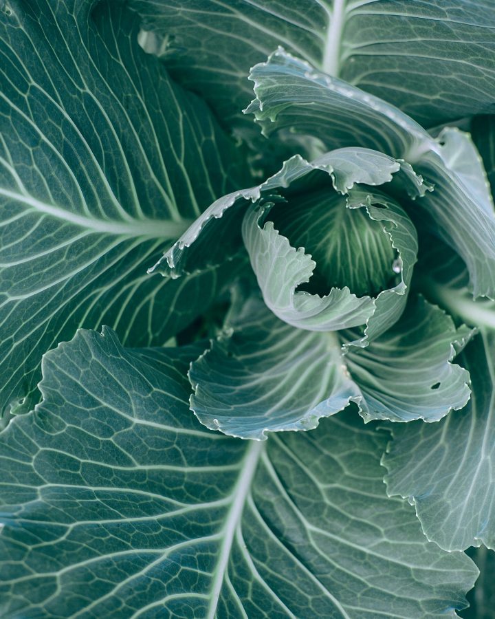 Close up Picture of garden cabbage
