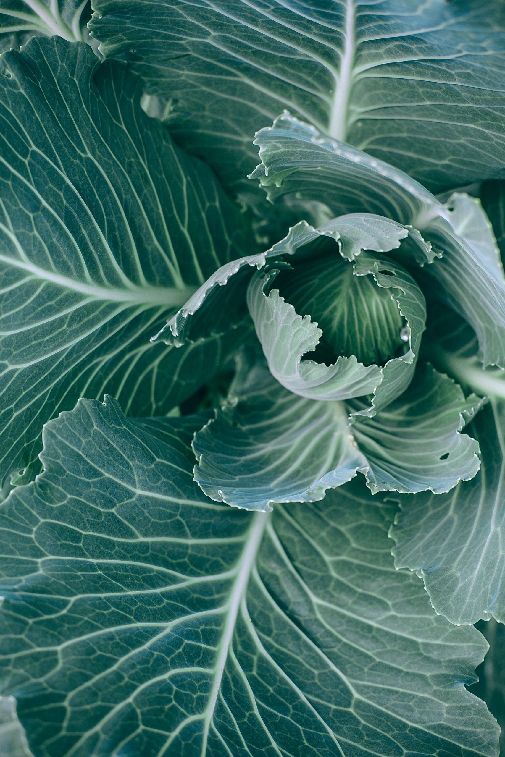 Close up Picture of garden cabbage