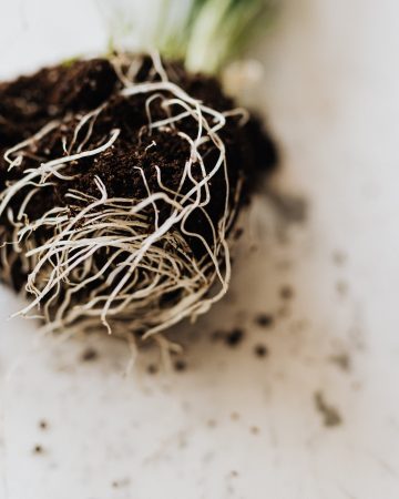 vegetable garden roots