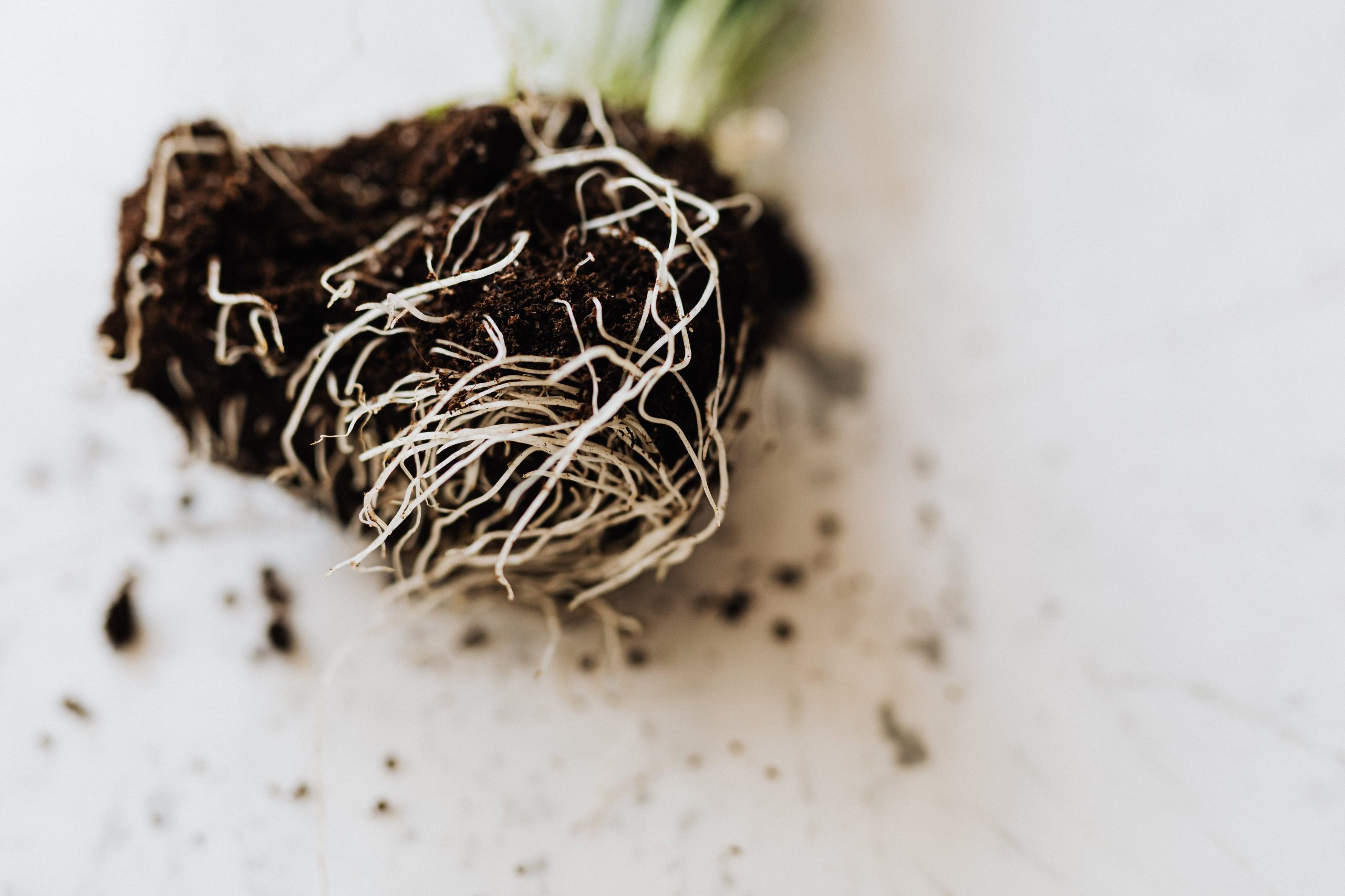 vegetable garden roots